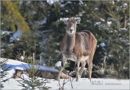 <p>MUFLON (Ovis musimon) Šluknovsko - Harta /Mouflon - Mufflon/</p>